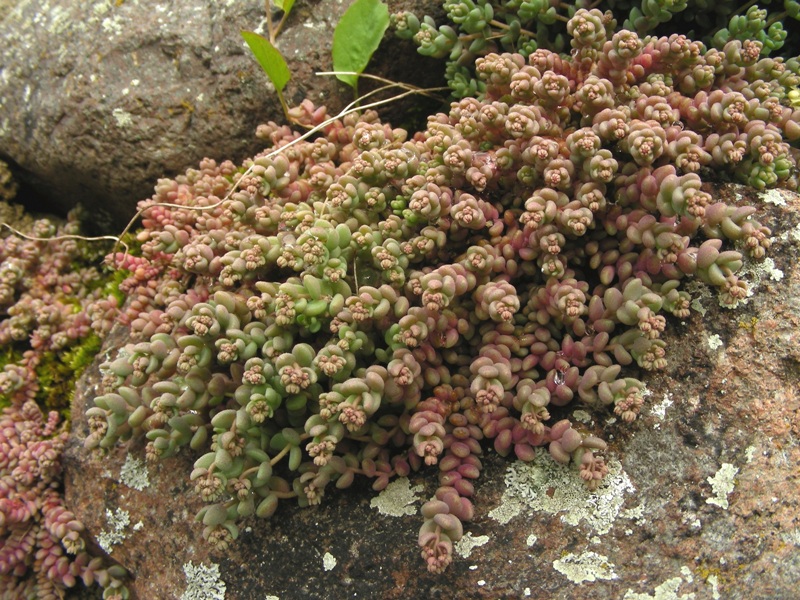 Sedum dasyphyllum / Borracina cinerea